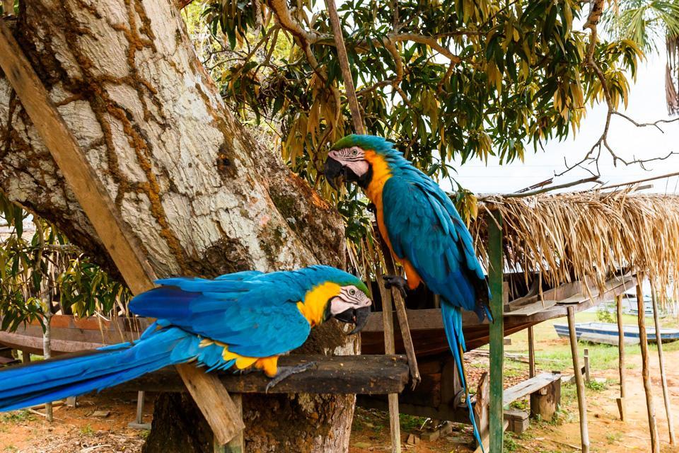 Amazonia Parksuites Novo Airão Exteriér fotografie